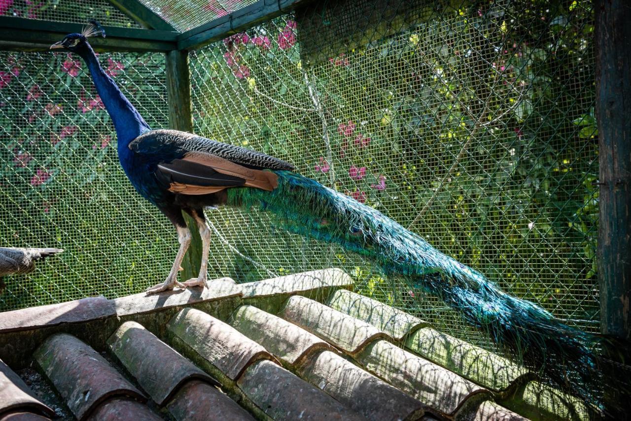 Quinta De Mouraes Casa Dos Rododendros Vendégház Lever Kültér fotó